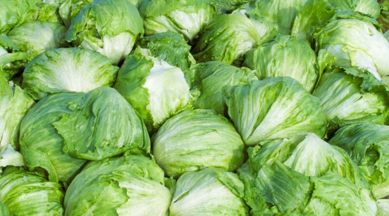 Taylor Farms pulls iceberg lettuce from the US market after cyclosporiasis outbreak