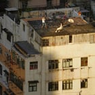 Parallel Lives on the Rooftops of Hong Kong