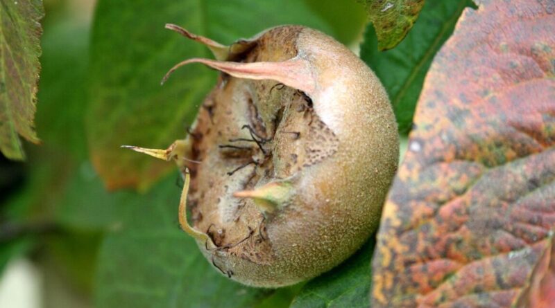 The ancient fruit Britain forgot about
