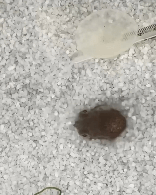 🔥baby cuttlefish first attempt at camouflage